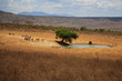 Waterhole Tsavo West Kenya