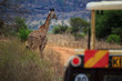 Giraffe Tsavo West Kenya