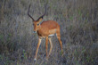 Impala Antilope Tsavo West Kenya