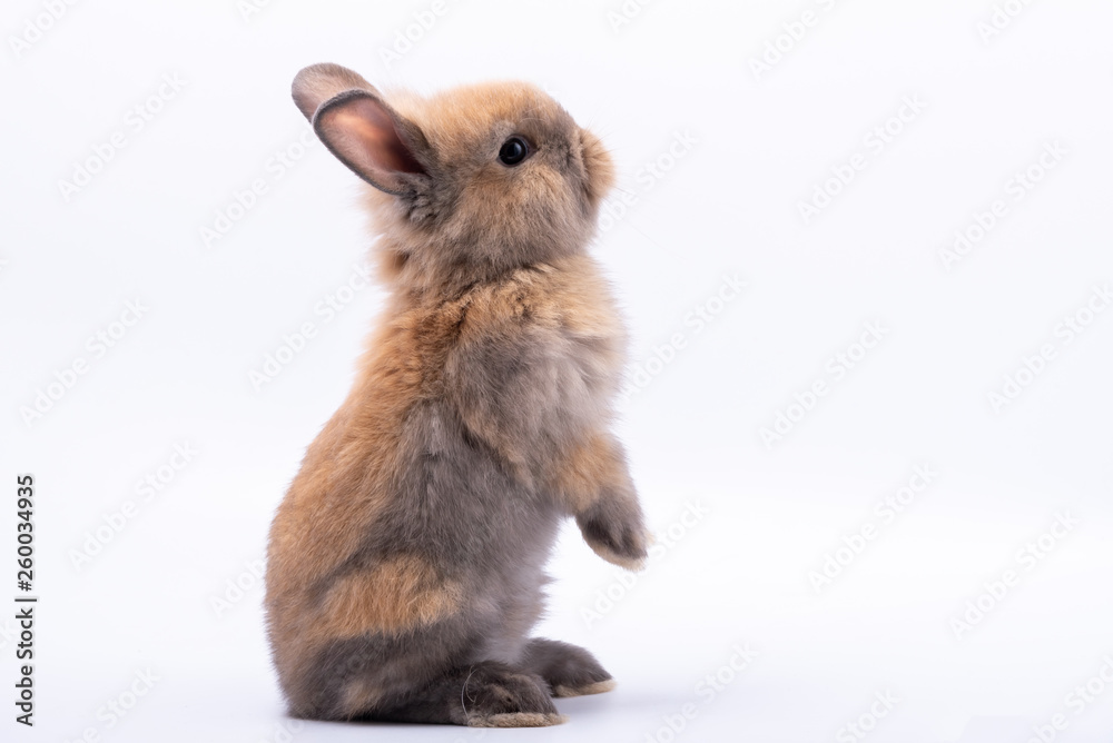 Baby cute rabbits has a pointed ears, brown fur and sparkling eyes, on white Isolated background, to Easter festival and holidays concept. - obrazy, fototapety, plakaty 