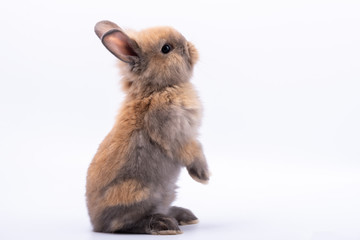 baby cute rabbits has a pointed ears, brown fur and sparkling eyes, on white isolated background, to
