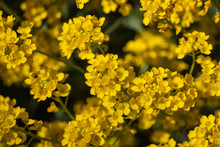 Basket Of Gold Flowers In Bloom In Springtime