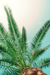  Tropical palm tree on sky background
