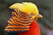 The Golden Pheasant Or Chinese Pheasant (Chrysolophus Pictus) , Portrait Of The Male With Brown Background.