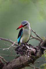 Canvas Print - The woodland kingfisher (Halcyon senegalensis) sitting on the branch with green background. Blue kingfisher on the branch.