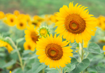 Wall Mural - closeup sunflower on the field, selective focus