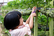 Leinwandbild Motiv Asian Little Chinese Girl picking fresh strawberry