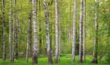 Fototapeta Las - northern nature. White birch trees in the forest in summer