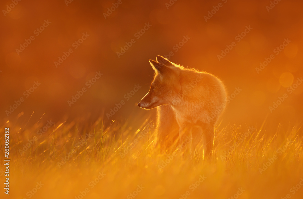 Close up of a Red fox at sunset - obrazy, fototapety, plakaty 