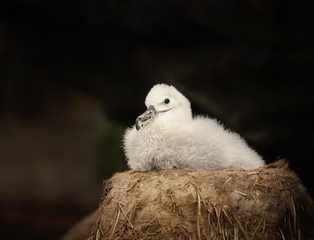 Wall Mural - black-browed albatross chick sitting in the nest