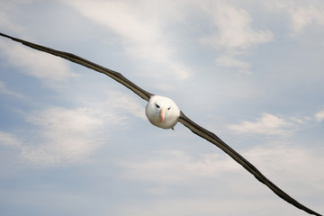 Wall Mural - close up of a black-browed albatross in flight