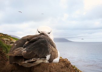 Wall Mural - close up of a black-browed albatross sitting in the nest