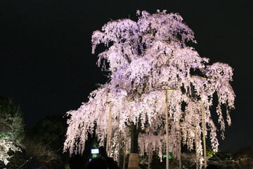 Wall Mural - 東寺の桜