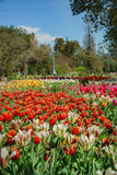 Fototapeta Tulipany - Beautiful tulips blossom in a sunny day at Descanso Garden