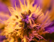 Cannabis, Hanf, Marijuana, Blüten Nahaufnahme