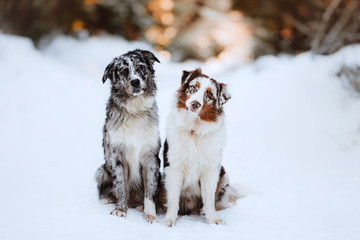 2 border collies