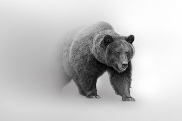  Grizzly bear beautifull nature wildlife animal collection