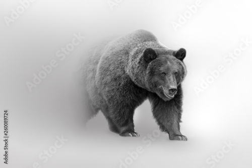 Dekoracja na wymiar  niedzwiedz-grizzly-piekna-przyroda-kolekcja-zwierzat-dzikich-zwierzat