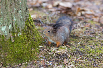 portrait of a squirrel