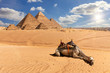 The Pyramids of Giza and a camel in the desert, Egypt