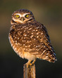 Burrowing Owl rousing feathers on post in Texas