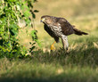 Coopers hawk hunting on ground