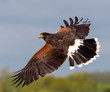Harris hawk flying and banking with full feathers