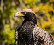 Juvenile black eagle portrait