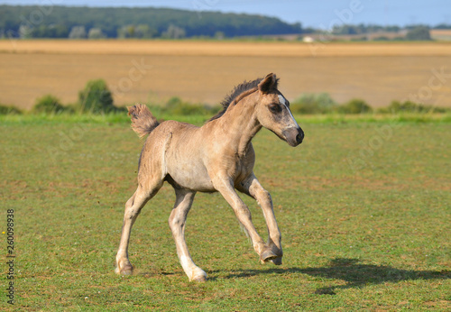 tinker foal