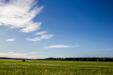 Summer landscape in the field. Green grass field and blue sky with clouds.