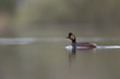 © Bouke - black-necked grebes (Podiceps nigricollis) swimming in a pond in a city in the Netherlands. Swimming alone with warm background colours.