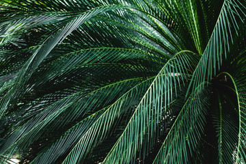 Sticker - palm leaves