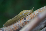 Fototapeta Zwierzęta - banana slug