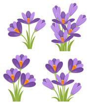 Purple Crocuses. Crocus Vernus Spring Crocus, Giant Crocus . Purple Early Spring Flower. Flat Vector Illustration Isolated On White Background. Icon Set
