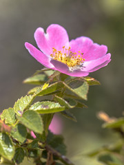 Sticker - Dog rose blooming