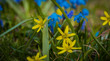 Gagea lutea, złoć żółta, Scilla siberica, cebulica syberyjska, kwiat, blomst, flower