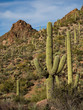 Saguaro Cactus Landscape, Arizona