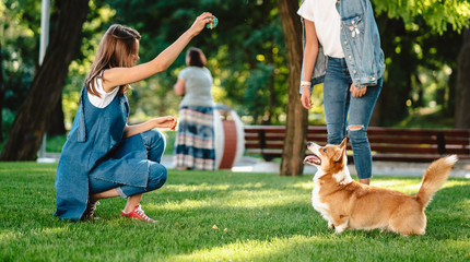 Wall Mural - Portrait of woman with dog Welsh Corgi Pembroke in dog park