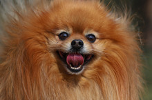 Portrait Of Pomeranian Dog