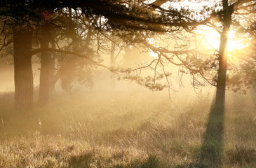 Wall Mural - gold misty sunrise in coniferous woods