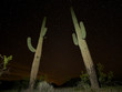 Saguaro Cactus Landscape at Night, Arizona