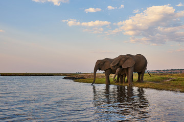 Canvas Print - Two adult elephants and a small one (Loxodonta africana) drink along the banks of an African river