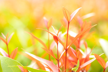 Wall Mural - closeup red, orang and green leaf in the garden on blurred background.