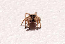 The Front View Of A Small And Careful Jumping Spider Waiting In The Warm Sunlight.
