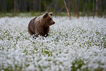 Wall Mural - brown bear (ursus arctos) walks among the cotton grass.