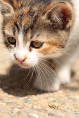 Close-up of domestic house cat