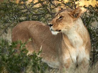 Poster - Lioness in the African bush