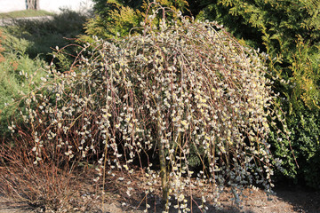 Wall Mural - Goat willow or Salix caprea, cultivar Pendula. General view of flowering tree in early spring in garden