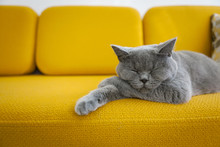 Cat Sleeping On A Mustard Yellow Sofa.