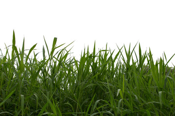 Sticker - Tree isolated on white background.Pennisetum purpureum.